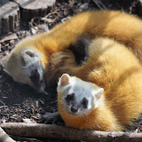 福岡市動物園 ホンドテン