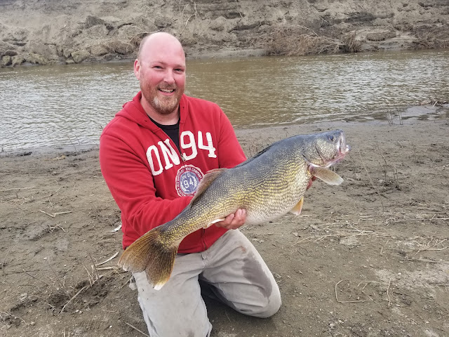 North Dakota Record Walleye caught in April of 2019 by Tom Volk in the Heart River in Mandan North Dakota.