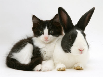 a black and white rabbit. ProductsSuporte para 200 Kitten Wallpaper Photos Color and Black & White