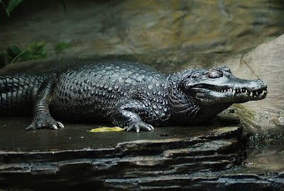 caiman negro alvino del orinoco blanco cocodrilo