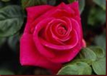rose