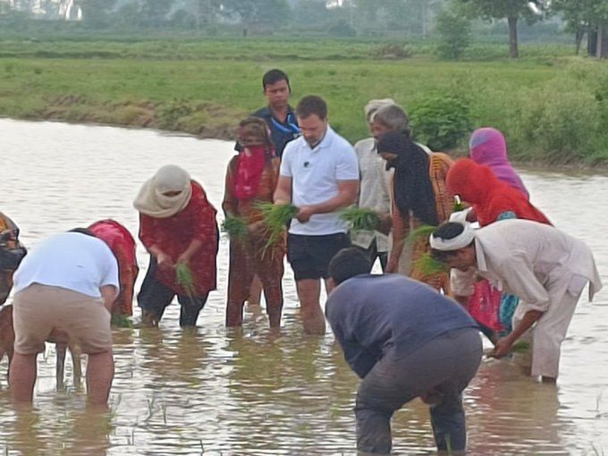 राहुल गांधी धान की रोपनी कर रहे किसानों से मिलने पहुंचे खेत में, उनकी समस्याओं को सुनी और कमाई के बारे में ली जानकारी