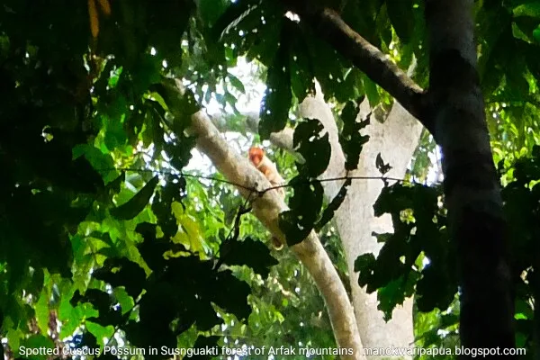 Spotted Cuscus Possum in Susnguakti forest of Arfak range - Manokwari