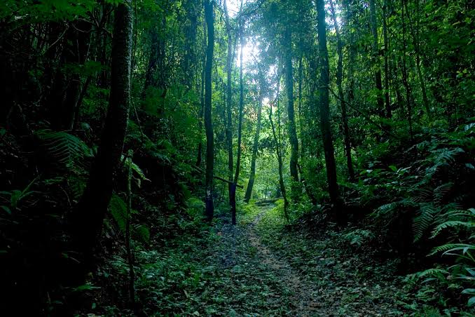 ഇന്ത്യയിലെ വനവിസ്തൃതി തുടര്‍ച്ചയായി വര്‍ധിച്ചു വരുന്നുവെന്ന് കേന്ദ്ര പരിസ്ഥിതി മന്ത്രാലയം. | India’s forest cover increasing consistently