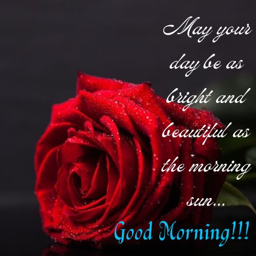 good morning Red Roses  images