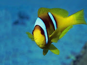 Beautiful Fishes HD Wallpapers (hd fishes wallpapers )