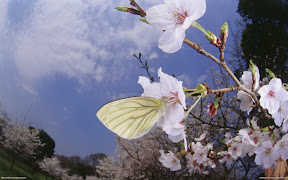 Butterflies | nature desktop wallpapers Images Photos