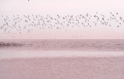 dawn, Snettisham, flocks of birds, red knots, RSPB