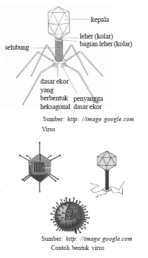 Ciri Ciri Virus Biologi Peralihan Benda Mati dan Hidup