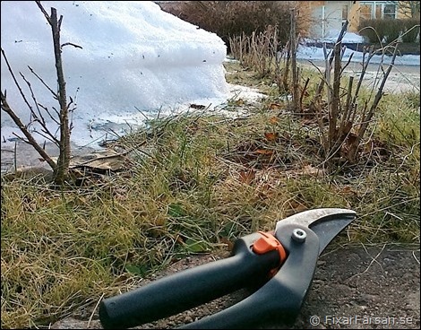 Beskära-MåBär-Första-Gången