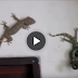 Huge Gecko Saves Life Of His Mate vs. Snake AWESOME VICTORY
