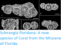 http://sciencythoughts.blogspot.co.uk/2016/06/sclerangia-floridana-new-species-of.html