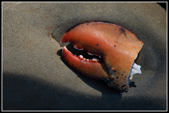 Nova Scotia; Green Bay Beach; Atlantic Ocean; Maritimes; Lobster; Claw