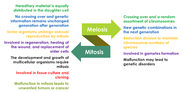 importance of mitosis and meiosis