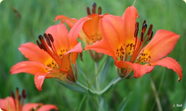 Prairie Lily