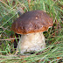 BOLETUS EDULIS - Identificación