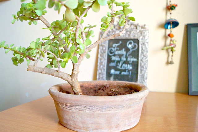 DIY Bonsai Pot