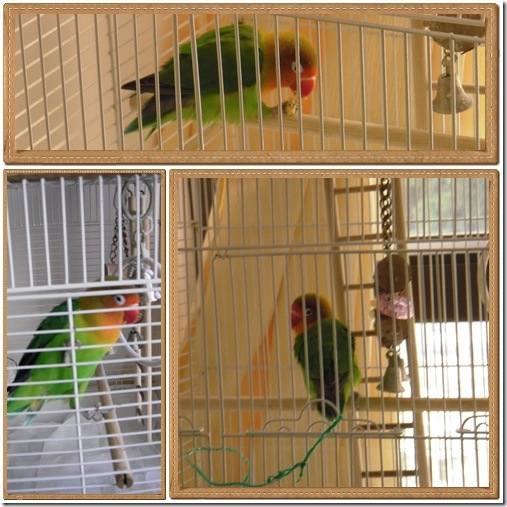 birdbird