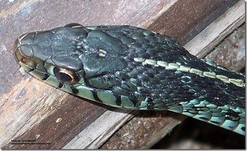 wildlife around us: snakes……..florida blue garter aug ‘09