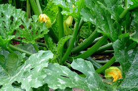 Less Noise, More Green Edible Landscape Project: Patio Star, Hybrid Zucchini, annual, vegetable