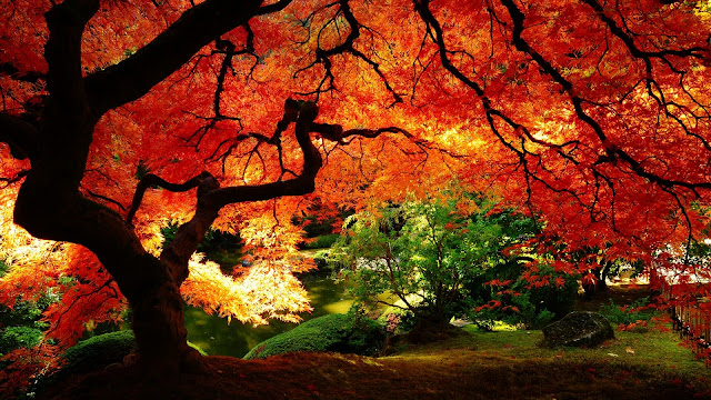 Autumn Backgrounds1