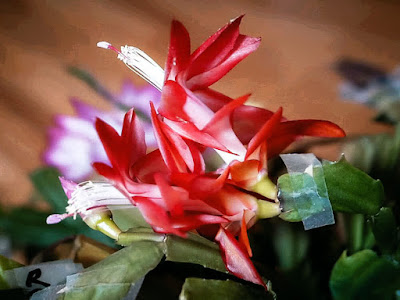 RUSSIAN DANCER grafted DARK EVA Grafting Schlumbergera Шлюмбергера Zygocactus Декабрист Truncata Зигокактус Rhipsalidopsis Рипсалидопсис クリスマスカクタス Buckleyi Orssichiana Хатиора 圣诞仙人掌 Easter Кактус Christmas シャコバサボテン Cactus Noël Thanksgiving 复活节仙人掌 Frühlingskakteen Novemberkaktus Weihnachtskaktus デンマークカクタス Osterkaktus Hatiora Zygo 蟹爪 Holiday Праздничный Navidad イースターシャボテン Natal Pâques páscoa 蟹爪兰 Pascua Påskkaktus gracias 圣诞节花 Santa Cacti Cacto Kaktusar Crab Opuntioides bloom ガーデニング blooming blossom bud 室内植物 Flora flower フラワー Plant Spring 花 Teresita Våren Vårkaktus フラワーガーデニング