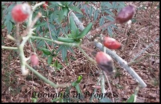 Rose pods at Thoughts in Progress