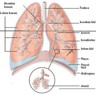 Hasil gambar untuk STRUKTUR DAN FUNGSI PARU PARU PADA SISTEM EKSKRESI