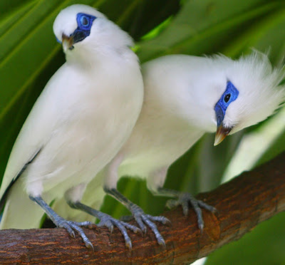 Burung Jalak Putih