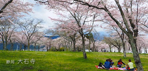 大石寺の桜はウワサ通りすごかった！