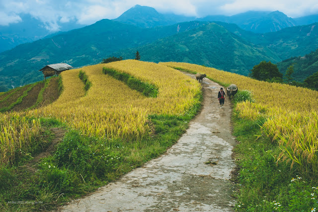 Mùa vàng trên rẻo cao Hoàng Su Phì