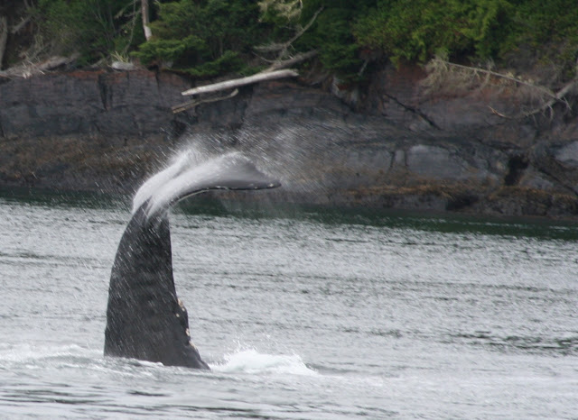 Ballena Jorobada (Canadá)