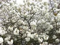 英国便り キューガーデンの太白桜