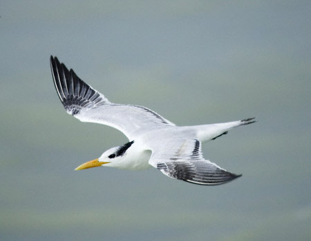 Flying Birds on Flying Bird Picture