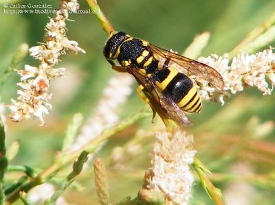 http://www.biodiversidadvirtual.org/insectarium/Ancistrocerus-auctus-%28Fabricius-1793%29-img616185.html