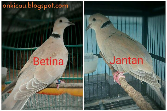 gambar burung puter jantan dan betina