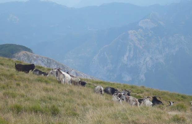 Monte Sumbra le capre apuane