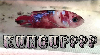 Cara ampuh mengobati ikan cupang kuncup