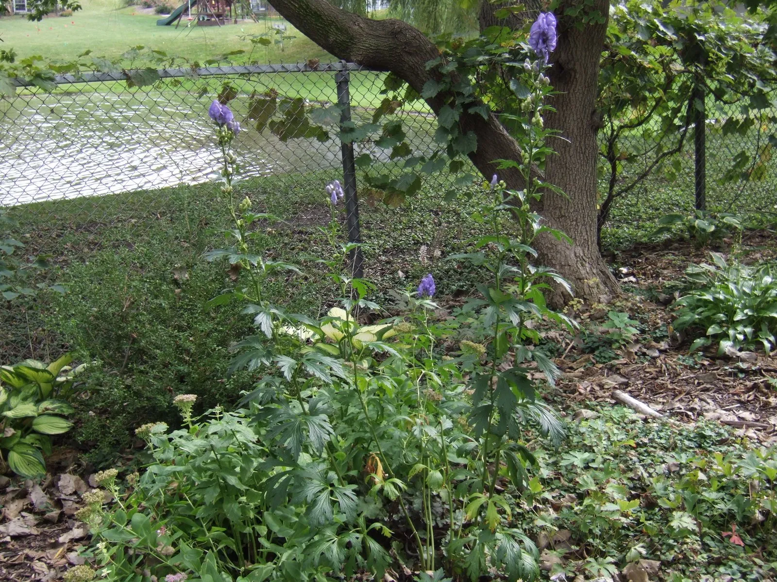 Monkshood