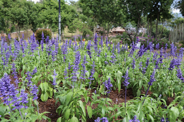 Flowers at Royal Project Doi Inthanon