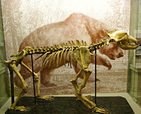 Esqueleto Ursus spelaeus