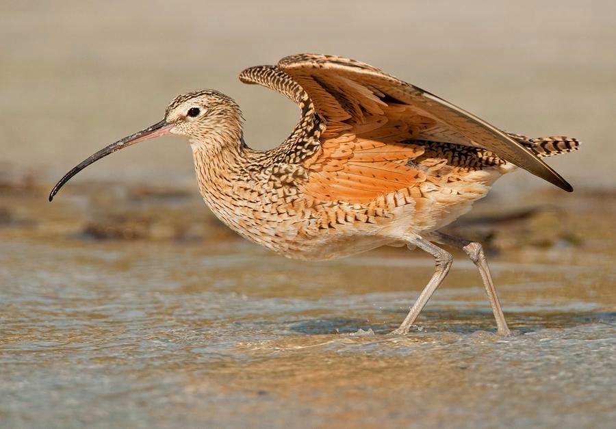 Long billed curlew