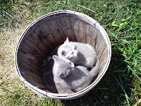 two cute kitten in the basket