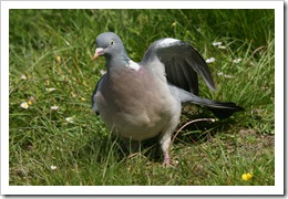 Woodpigeon