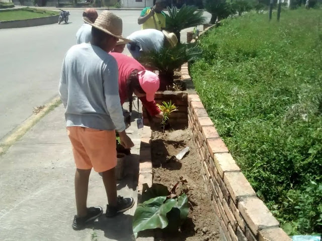 APURE: Alcaldía de Rómulo Gallegos ejecutó la siembra de algunas plantas de Jardín en paseo del Arpa de Elorza. (FOTOS).
