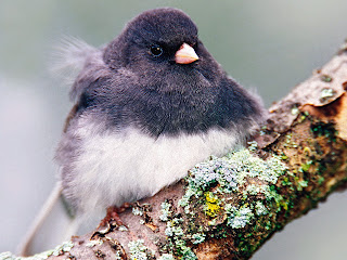 Junco Bird Desktop Wallpaper