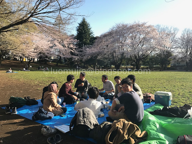 Japan cherry blossoms