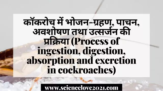 कॉकरोच में भोजन-ग्रहण, पाचन, अवशोषण तथा उत्सर्जन की प्रक्रिया|hindi