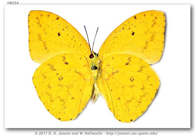 Mariposa yema (Phoebis argante)