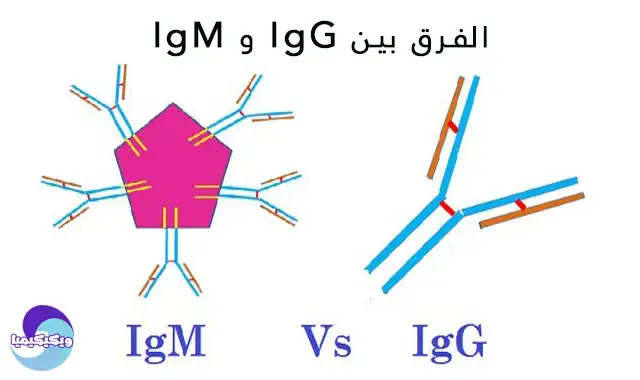 difference between igg and igm